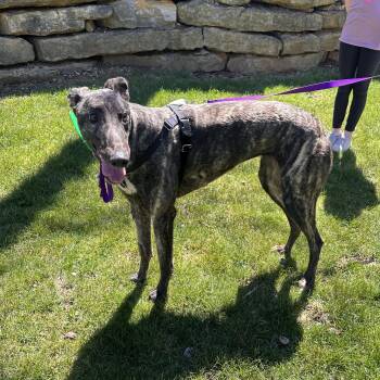 Greyhound Dogs Available for Adoption in Independence, Missouri - Nibblets | PetCurious