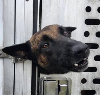 German Shepherd Dog Dogs Available for Adoption - POLO | PetCurious