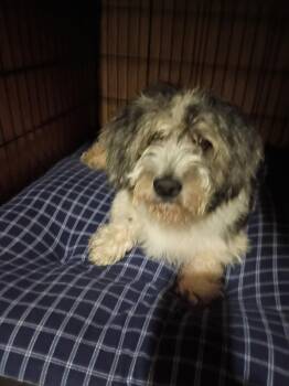 Partner -  Basset Hound and Corgi Dog for Adoption in Garland, Texas - Partner | PetCurious