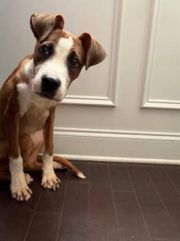 PRINCETON -  Boxer and Mixed Breed Dog for Adoption in Charlotte, North Carolina - PRINCETON | PetCurious