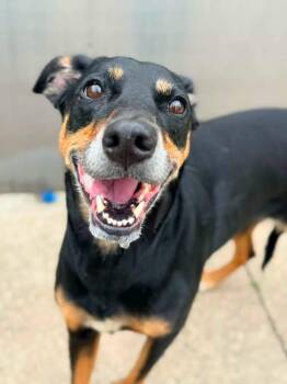 Kalani -  Doberman Pinscher Dog for Adoption in Chicago, Illinois - Kalani | PetCurious