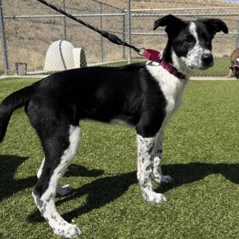 Border Collie Dogs Available for Adoption in Cody, Wyoming - Jessy | PetCurious