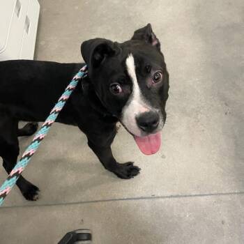 Bomba -  Terrier Dog for Adoption in Des Moines, Iowa - Bomba | PetCurious