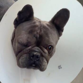 French Bulldog Dogs Available for Adoption - Cello A5757968 | PetCurious