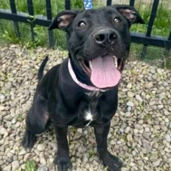Pit Bull Terrier Dogs Available for Adoption in Buffalo, New York - Girly Pop | PetCurious