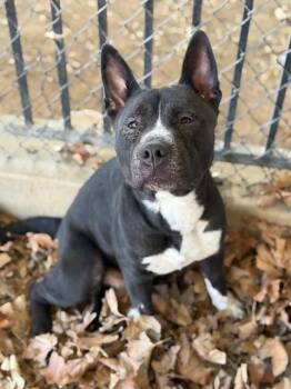 Pit Bull Terrier and Mixed Breed Dogs Available for Adoption - HERCULES | PetCurious