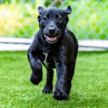 Button -  Labrador Retriever and Cattle Dog Dog for Adoption in Naperville, Illinois - Button | PetCurious
