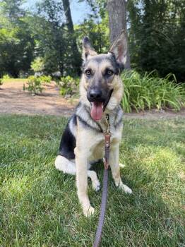 Sadie - sweet, well-mannered and affectionate -  German Shepherd Dog Dog for Adoption in Oriskany, New York - Sadie - Sweet, Well-mannered And Affectionate | PetCurious