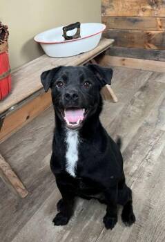 Labrador Retriever Dogs Available for Adoption - Ali | PetCurious