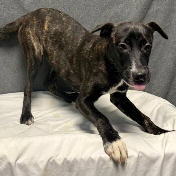 Bee -  Mixed Breed Dog for Adoption in Bennettsville, South Carolina - Bee | PetCurious