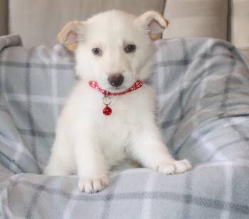 German Shepherd Dog Dogs Available for Adoption - Lumi | PetCurious