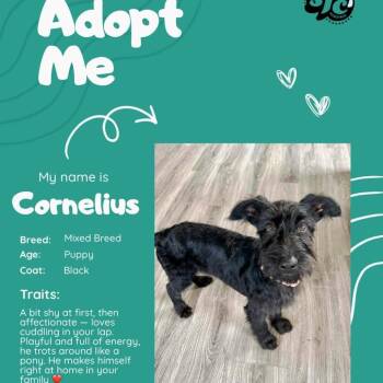 Cornelius -  Mixed Breed Dog for Adoption in Fredericksburg, Virginia - Cornelius | PetCurious