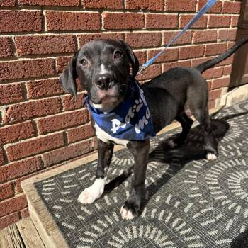 Arthur -  Mixed Breed Dog for Adoption in Chicago, Illinois - Arthur | PetCurious