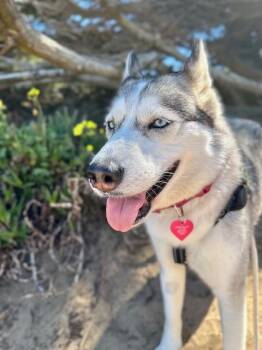 Valentine -  Husky Dog for Adoption in Templeton, California - Valentine | PetCurious