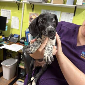 Hound Dogs Available for Adoption in Morganton, North Carolina - Karen | PetCurious