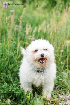 Snow White -  Bichon Frise Dog for Adoption in Drumbo, Ontario - Snow White | PetCurious