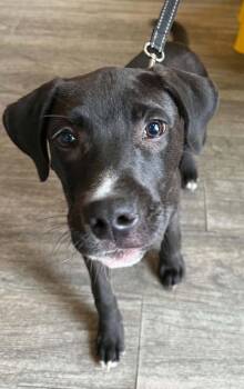 Wonder Boy -  Dutch Shepherd and American Staffordshire Terrier Dog for Adoption in Tonawanda, New York - Wonder Boy | PetCurious