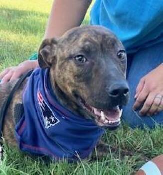 Jasmine Sunbeam -  Boxer and Labrador Retriever Dog for Adoption in Andover, Massachusetts - Jasmine Sunbeam | PetCurious