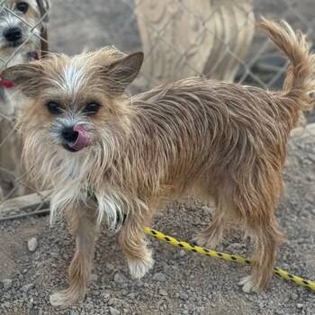 Terrier Dogs Available for Adoption - Panchito | PetCurious