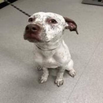 Pointer Dogs Available for Adoption in Indianapolis, Indiana - Chance | PetCurious