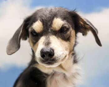 Rescue Chihuahua and Wirehaired Terrier Dogs for Adoption in Casa Grande, Arizona - Mason | PetCurious