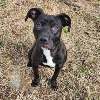 Mixed Breed Dogs Available for Adoption - Buffy | PetCurious