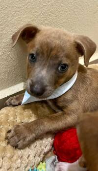 Chiweenie and Dachshund Dogs Available for Adoption - MAX | PetCurious