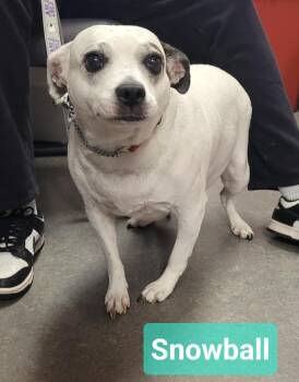 Snowball -  Jack Russell Terrier and Bull Terrier Dog for Adoption in Richmond, Indiana - Snowball | PetCurious