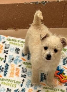 Pogo -  Terrier Dog for Adoption in Kennewick, Washington - Pogo | PetCurious