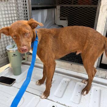 Gecko -  Shepherd and Mixed Breed Dog for Adoption in Edinburg, Texas - Gecko | PetCurious
