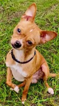 Charlie Whittle -  Chihuahua Dog for Adoption in Ladson, South Carolina - Charlie Whittle | PetCurious