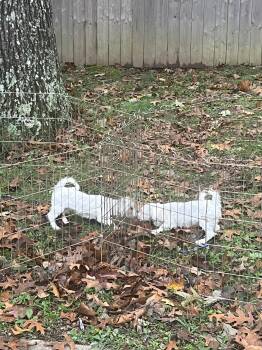 Maltese Dogs Available for Adoption - Rocket | PetCurious