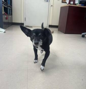 Chihuahua Dogs Available for Adoption in Clayton, New Jersey - Mason | PetCurious
