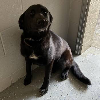 Mixed Breed Dogs Available for Adoption - Allen | PetCurious