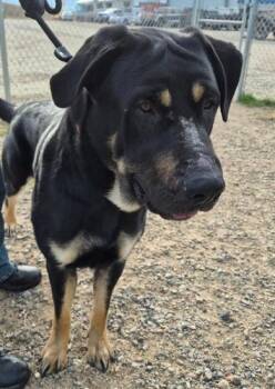 Playdoh -  Shepherd Dog for Adoption in Butte, Montana - Playdoh | PetCurious