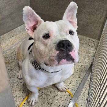 Greta -  Pit Bull Terrier Dog for Adoption in Nashville, Indiana - Greta | PetCurious