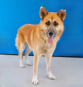 PRINCIPE -  German Shepherd Dog Dog for Adoption in Pasadena, California - PRINCIPE | PetCurious
