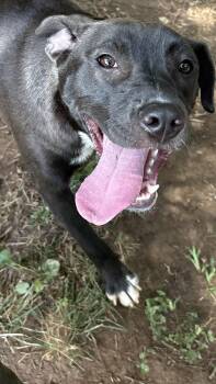 Rescue Chocolate Labrador Retriever and Boxer Dogs for Adoption in Marietta, Georgia - Mell | PetCurious