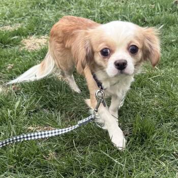 Cavalier King Charles Spaniel Dogs Available for Adoption in Ottawa Hills, Ohio - Skye | PetCurious