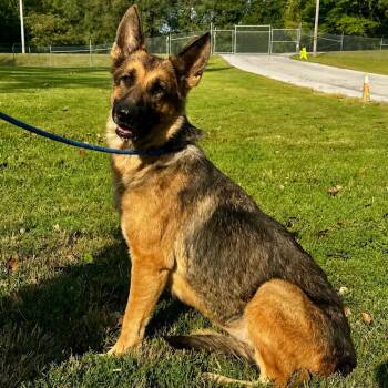 Maggie -  German Shepherd Dog Dog for Adoption in Warrensburg, Missouri - Maggie | PetCurious