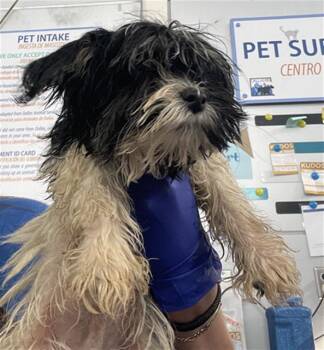 ANTMAN -  Mixed Breed Dog for Adoption in Dallas, Texas - ANTMAN | PetCurious