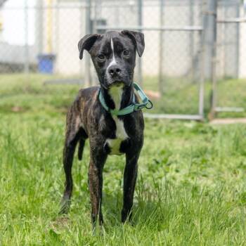 Boxer and Mixed Breed Dogs Available for Adoption - Puff | PetCurious