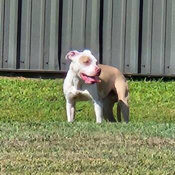 Duke -  Mixed Breed Dog for Adoption in Lake Jackson, Texas - Duke | PetCurious