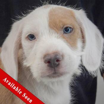 Justice -  English Setter and Spaniel Dog for Adoption in Huntley, Illinois - Justice | PetCurious