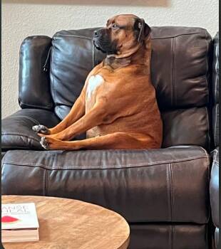 Koa -  Mastiff Dog for Adoption in Paramus, New Jersey - Koa | PetCurious