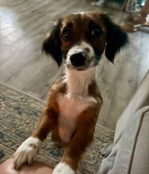 Dachshund and Terrier Dogs Available for Adoption - Button | PetCurious