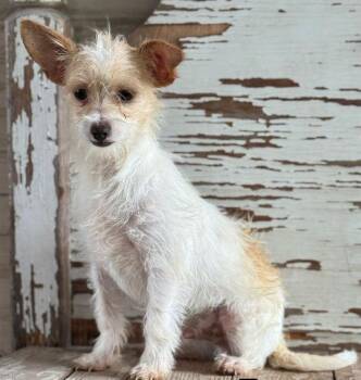 Jack Russell Terrier Dogs Available for Adoption in Carrollton, Texas - Erick | PetCurious