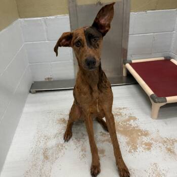 Gillian 26-08-081 -  Catahoula Leopard Dog and Doberman Pinscher Dog for Adoption in Bastrop, Texas - Gillian 26-08-081 | PetCurious