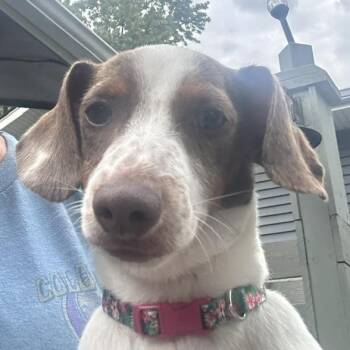 Spencer Tracy -  Miniature Dachshund Dog for Adoption in Omaha, Nebraska - Spencer Tracy | PetCurious