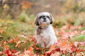 Avery -  Shih Tzu Dog for Adoption in Drumbo, Ontario - Avery | PetCurious